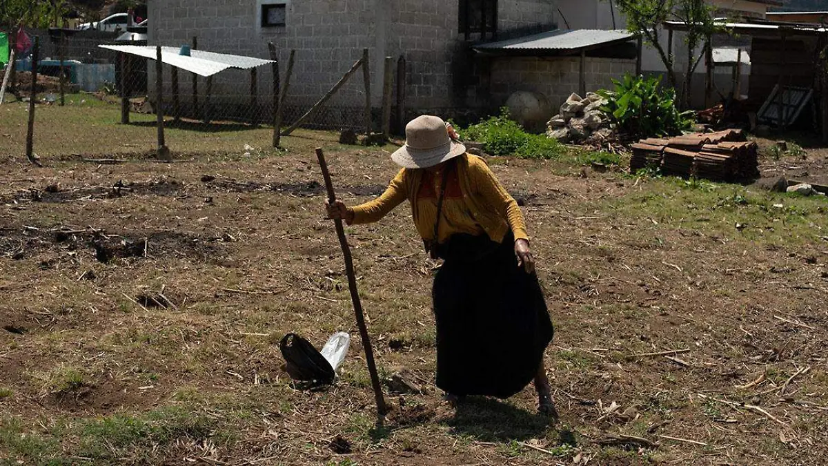 De las 86 mil 282 personas que se desempeñan en el sector agropecuario del estado de Puebla, el 27.8 por ciento realiza un trabajo no remunerado